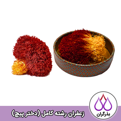 انواع زعفران دسته (دخترپیچ)