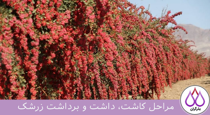 مراحل کاشت، داشت و برداشت زرشک