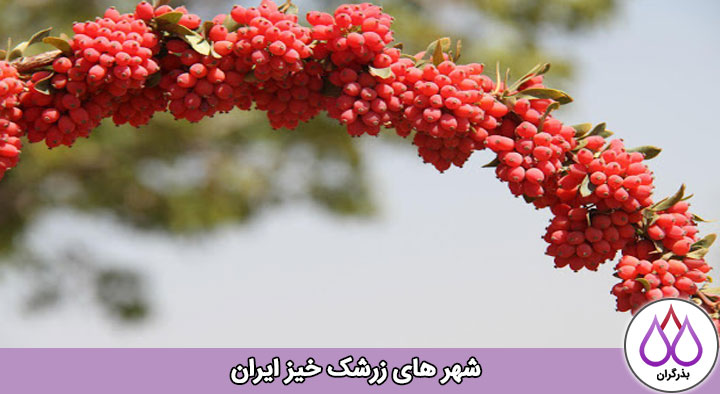 شهر های زرشک خیز ایران