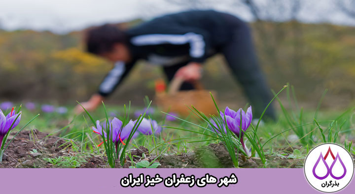 شهرهای زعفران خیز ایران