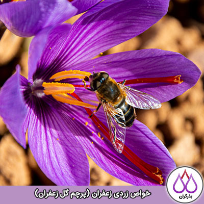 خواص زردی زعفران
