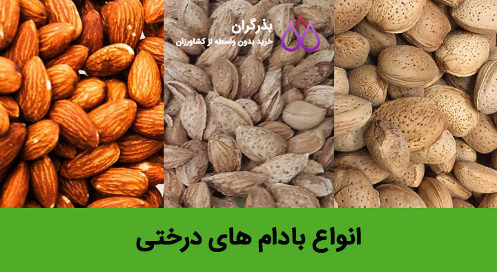 انواع بادام های درختی؛ سنگی و پوست کاغذی