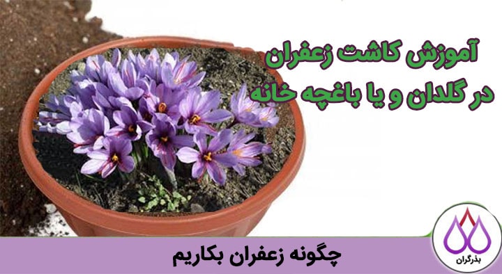 آموزش نحوه کاشت زعفران در گلدان و باغچه خانه